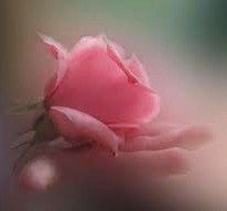 Dita di rosa