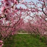 Il giardino di mio padre