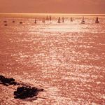 Il profumo di una rosa