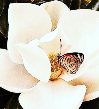 Germogli di poesia