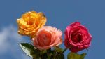 Ti ho portato tre rose  