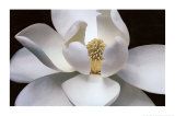 Un fiore