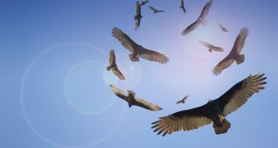 La gioia di vivere