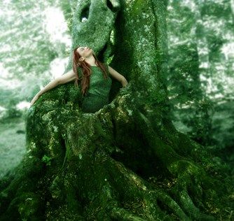 Vecchio albero