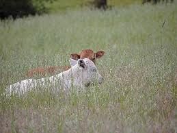 Un meriggio campestre