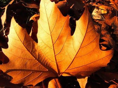 Raccolto Autunnale
