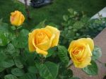 E' nata una rosa