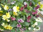 Fragranze di Primavera