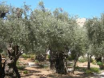 LOra del dolore (Gioved Santo)