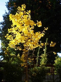 Il giallo luminoso del ginkgo