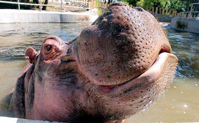 L'ippopotamo  