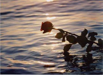La rosa all'alba  