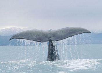 Canto d'amore della balena triste