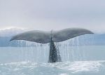 Canto d'amore della balena triste