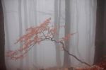 Brume
