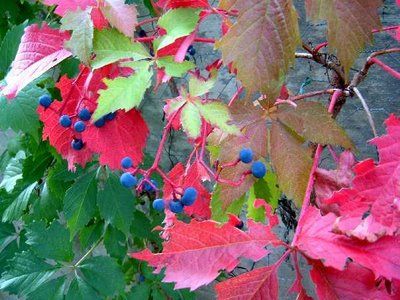 Racconto il solito autunno  