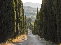 Il canto dei cipressi