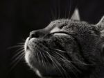 Lì dove i gatti vanno a morire