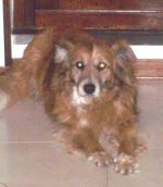 Corri Dolly. Corri  