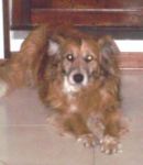 Corri Dolly. Corri  