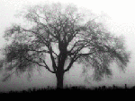 Illusione