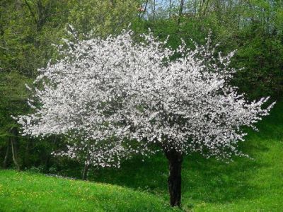 Figli dello stesso albero