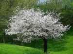 Figli dello stesso albero