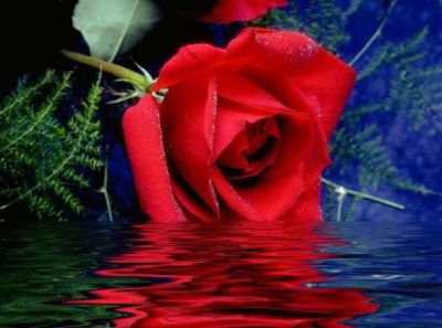 Rosa di sale