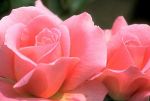 La rosa dell'amicizia