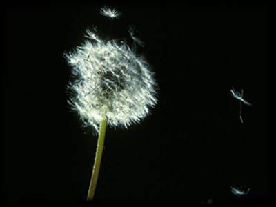 Sogni la Fine (Declino n°2)