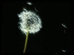 Sogni la Fine (Declino n°2)