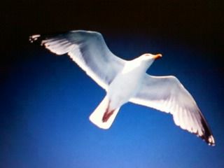 Respiro  