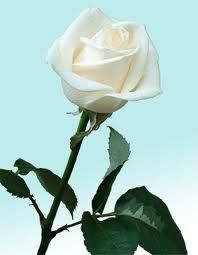 Una rosa, per mia sorella