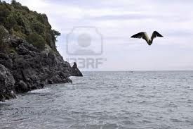 Corre il gabbiano