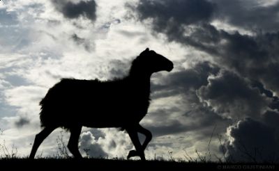 Black sheep  