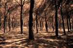 Mi sussurra il pineto