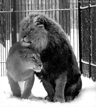 Sognar amore  