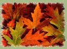 Assaggi d'autunno  