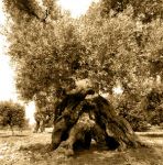 Il lamento degli ulivi