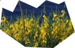 Aspettando il profumo delle ginestre  