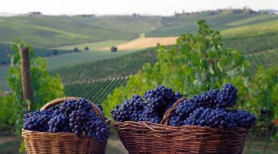 Terra di Bacco
