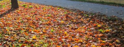 Il mio autunno