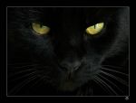 La gatta nera