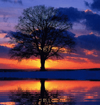 Sotto l'albero del pepe