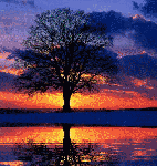 Sotto l'albero del pepe