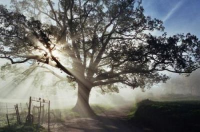 L'albero della vita