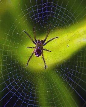 Nidi d'aracne  