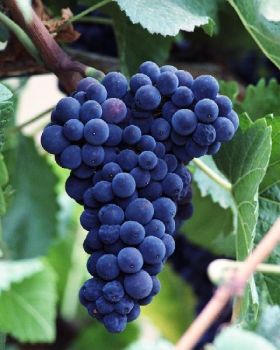 L'odore del mosto selvatico  