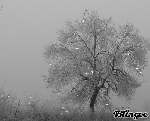 L'albero dei pensieri