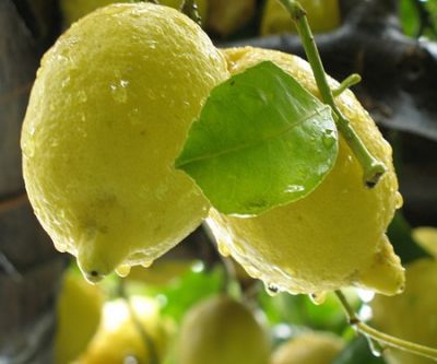 L'odore dei limoni
